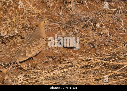 Sandgrouse à ventre de châtaignier, Sandgrouse à ventre de châtaignier mâle avec jeune, Sandgrouse à ventre de châtaignier mâle avec jeune, Sandgrouse à ventre de châtaignier Banque D'Images