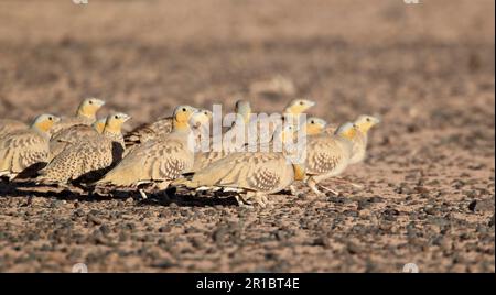 Sandgrouse tachetée (Pterocles senegallus) mâles et femelles adultes, affluent dans le désert, près d'Erg Chebbi, au Maroc Banque D'Images