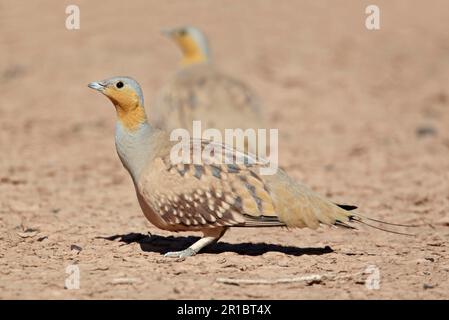 Sandgrouse tachetée (Pterocles senegallus) mâles adultes, debout dans le désert, près d'Erg Chebbi, Maroc Banque D'Images