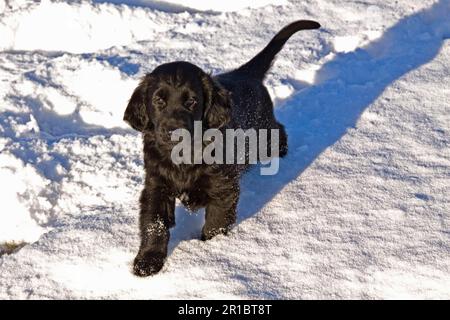 Chiens d'origine, chiens de récupération, chiens domestiques, animaux de compagnie, animaux de compagnie, Chiens de chasse, mammifères, animaux, retriever à plat chiot sur la neige Banque D'Images