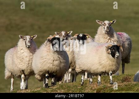 Moutons écossais à Blackface, moutons écossais à Blackface, race, animaux de compagnie, ongulés, Bétail, à sabots, mammifères, animaux, Blackface écossaise Banque D'Images