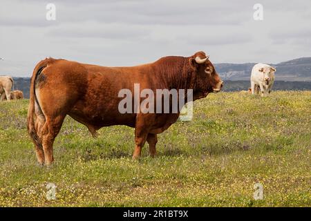 Taureau de Limousin avec vache charolaise sur son dos, Extremadura, Espagne Banque D'Images