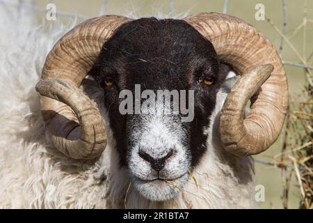 Le Blackface écossais est la race la plus courante de moutons domestiques au Royaume-Uni. Cette race robuste et adaptable se trouve souvent dans des endroits plus exposés Banque D'Images