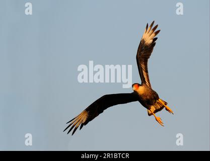 Caracara à crête sud (Caracara plancus) adulte, en vol, Pantanal, Mato Grosso, Brésil Banque D'Images