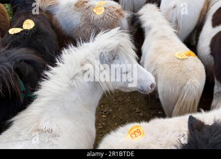 Poneys avec numéros de vente aux enchères dans le stylo à la vente aux enchères, New Forest, Hampshire, Angleterre, Royaume-Uni Banque D'Images