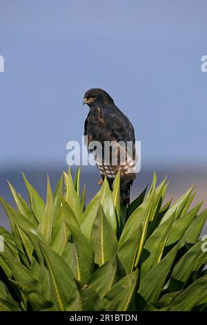 Augur Buzzard (Buteo augur) Morph foncé, adulte, perching sur une lobélie géante, Bale Mountains, Oromia, Éthiopie Banque D'Images