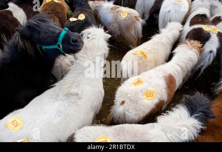 Poneys avec numéros de vente aux enchères dans le stylo à la vente aux enchères, New Forest, Hampshire, Angleterre, Royaume-Uni Banque D'Images