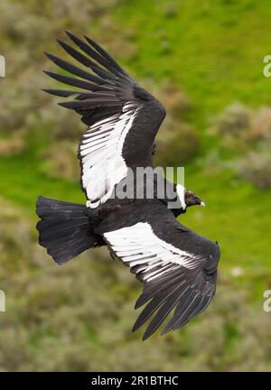 Andin condor (Vultur gryphus) adulte femelle, en course, Patagonie, Chili Banque D'Images