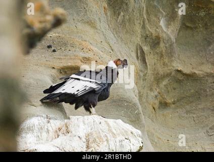 Condor andin (Vultur gryphus), homme adulte, debout sur un éperon rocheux, Patagonie, Chili Banque D'Images