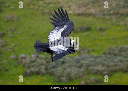 Condor andin (Vultur gryphus) adulte, en course Banque D'Images