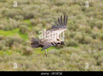 Condor andin (Vultur gryphus) immature, en vol, Patagonie, Chili Banque D'Images