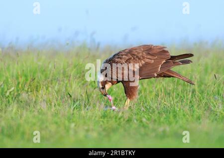 WESTERN Marsh Harrier (Circus aeruginosus) adulte femelle, se nourrissant de proies, North Kent Marshes, Isle of Shepey, Kent, Angleterre, Royaume-Uni Banque D'Images