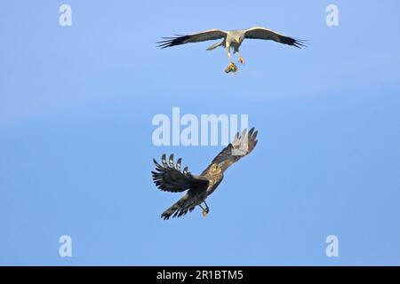 Harrier de poule (Circus cyaneus), paire d'adultes, alimentation, en vol, Sutherland, Écosse, printemps Banque D'Images