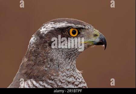 Northern Goshawk (Accipiter gentilis) gros plan de Head, Écosse, Royaume-Uni Banque D'Images