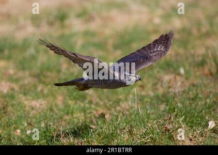 Goshawk du nord (Accipiter gentilis), homme adulte, en vol, Peak District, Derbyshire, Angleterre, printemps Banque D'Images