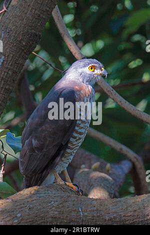 Palpeur à crête, oiseaux de proie, animaux, oiseaux, palpeur à crête (Accipiter trivirgatus) adulte, perchée à Hong Kong, Chine Banque D'Images