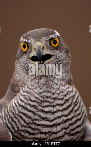 Northern Goshawk (Accipiter gentilis) gros plan de la tête, bec ouvert, Écosse, Royaume-Uni Banque D'Images