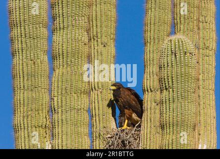 Harris Hawk (Parabuteo unicinctus) adulte, au nid à Saguaro (Carnegiea gigantea) Cactus, Sonoran Desert, Arizona (U.) S. A. Banque D'Images