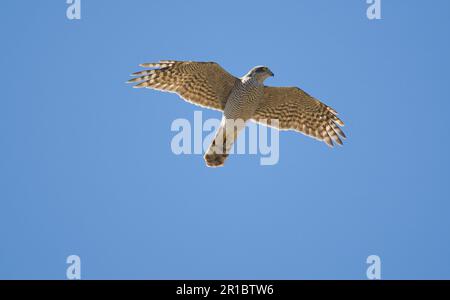 Sparrowhawk eurasien (Accipiter nisus) adulte femme, migrant, sur la course, Tarifa, Andalousie, Espagne Banque D'Images