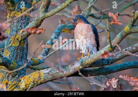 Sparrowhawk eurasien (Accipiter nisus), mâle adulte, avec plumage humide après le bain, assis sur une branche de bois de chêne, Norfolk, Angleterre Banque D'Images