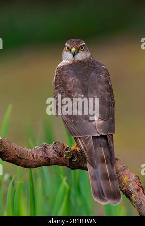 La sparrowhawk eurasienne (Accipiter nisus) femelle immature assise sur une branche, Norfolk, Angleterre, Royaume-Uni Banque D'Images