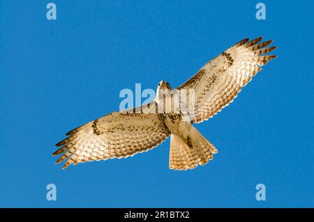 Buse à queue rouge, faucons à queue rouge (Buteo jamaicensis), Buzzard à queue rouge, bourdonnards, oiseaux de proie, animaux, Oiseaux, buse à queue rouge juvénile, po Banque D'Images