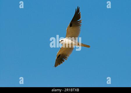 Cerf-volant australien (Elanus axillaris) adulte, en vol, Queensland, Australie, oiseaux de proie, Animaux, oiseaux Banque D'Images