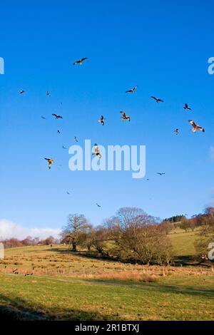 Troupeau de cerf-volant rouge (Milvus milvus) en vol, rassemblement au-dessus de la station d'alimentation, Gigrin Farm, Powys, pays de Galles, Royaume-Uni Banque D'Images