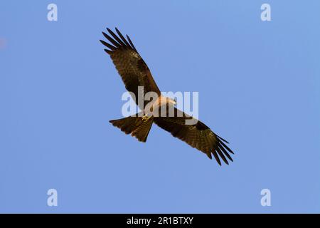 Cerf-volant noir (Milvus Migrans) adulte, en vol, Delhi, Inde Banque D'Images