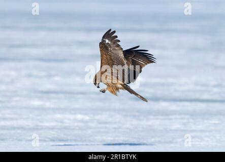 Cerf-volant à oreilles noires (Milvus migrans lineatus) adulte, volant au-dessus de la neige, Hokkaido, Japon, hiver Banque D'Images