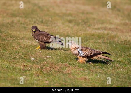 Cerf-volant rouge (Milvus milvus) juvénile, avec des marques d'aile, avec un bourdonnet de steppe (Buteo buteo) au sol à la station d'alimentation, Gigrin Farm, Powys, pays de Galles, United Banque D'Images