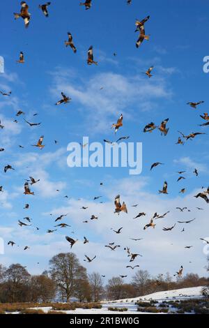 Troupeau de cerf-volant rouge (Milvus milvus), en vol, se rassemblant au-dessus d'une station d'alimentation enneigée, Gigrin Farm, Powys, pays de Galles, Royaume-Uni Banque D'Images