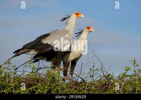 Oiseau secrétaire (Sagittaire serpentarius), oiseaux de proie, animaux, oiseaux, couple adulte d'oiseau secrétaire, debout sur le nid, Masai Mara, Kenya Banque D'Images