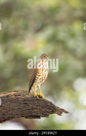 Shikra (Accipiter badius) juvénile, assis sur une branche brisée, Keoladeo Ghana N. P. (Bharatpur), Rajasthan, Inde Banque D'Images