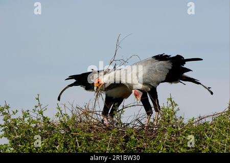 Oiseau secrétaire (Sagittaire serpentarius), oiseaux de proie, animaux, oiseaux, couple adulte d'oiseau secrétaire, Exposition de la cour sur le nid, Masai Mara, Kenya Banque D'Images