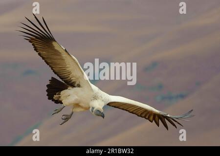 Cap griffon (coprothéres des Gyps) adulte, en vol au-dessus de la vallée, Château des géants, Drakensberg, Natal, Afrique du Sud Banque D'Images