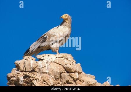 Vautour égyptien (Neophron percnopterus), Vautour, oiseaux de proie, animaux, oiseaux, Vulture Egyptienne adulte debout sur le rocher (S), Oman Banque D'Images