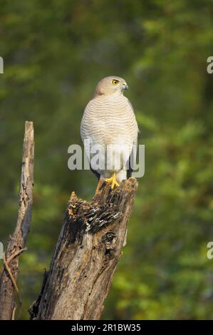 Shikra (Accipiter badius) adulte, perchée sur une souche, Keoladeo Ghana N. P. (Bharatpur), Rajasthan, Inde Banque D'Images