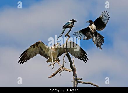 La proie occidentale adulte (Pandion haliatus) est attrapé par le magpie européen commun (Pica pica), Finlande Banque D'Images