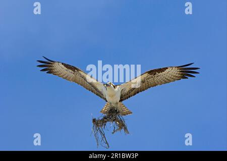 Osprey (Pandion haliatus) adulte, en vol, récolte de matériel de nidification, Floride (U.) S. A. Banque D'Images