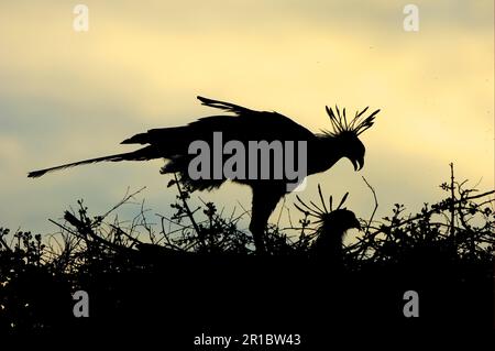 Oiseau secrétaire (Sagittaire serpentarius), oiseaux de proie, animaux, oiseaux, couple adulte de l'oiseau secrétaire, Au nid, Silhouette au coucher du soleil, Masai Mara, Kenya Banque D'Images