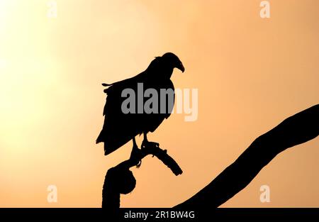 Silhouette de la Vulture noire (Coragyps atratus), perchée sur la branche, Floride (U.) S. A. Banque D'Images
