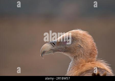 Vulture de Griffon eurasien (Gyps fulvus) adulte, gros plan de la tête, Espagne Banque D'Images