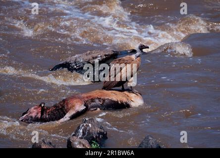 Vautour à dos blanc (Gyps africanus) se nourrissant de carcasses les plus sauvages de la rivière Mara, au Kenya Banque D'Images