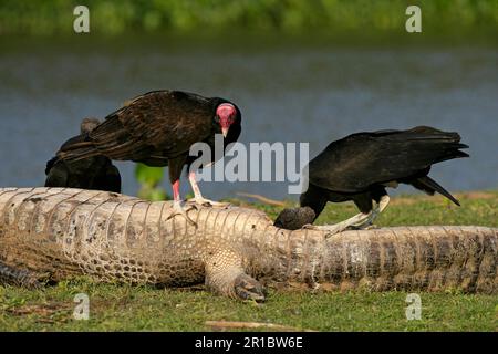 Vautour de dinde adulte (Cathartes aura) et vautour noir américain (Coragyps atratus) se nourrissant de carcasses de caïman, Brésil Banque D'Images