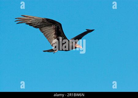 Vulture à tête jaune (Cathartes burrovianus) adulte, en vol, Colonia Carlos Pellegrini, Corrientes, Argentine Banque D'Images