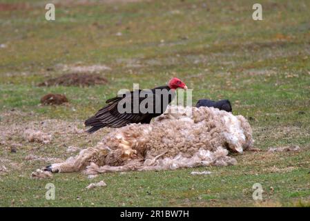 La vautour de la dinde (Cathartes aura) se nourrit de moutons morts Banque D'Images
