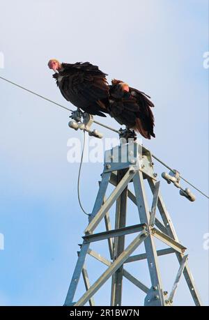 Vautour à capuchon (Necrosyrtes monachus) deux adultes, prêcheur, assis sur une ligne électrique, ont inondé la région de N. P. Afar, en Éthiopie Banque D'Images