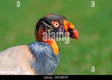 Roi Vautour, vautours, oiseaux de proie, animaux, oiseaux, Roi Vulture (Sarcorhamphus papa) gros plan de la tête Banque D'Images