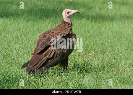 Vautour à capuchon (Necrosyrtes monachus) adulte, debout sur l'herbe, Gambie Banque D'Images